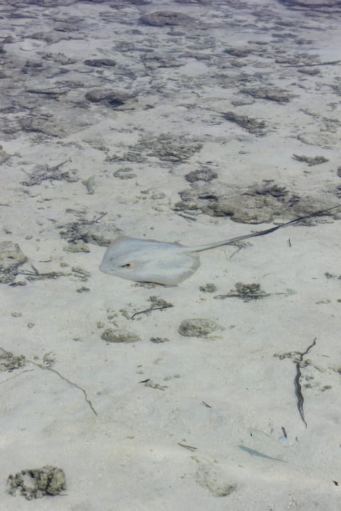 Stachelrochen Embudu Village