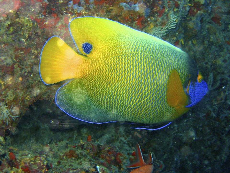 Kaiserfisch ananea Diamonds Athuruga