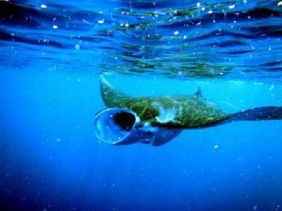 Beim Schnorcheln Furaveri Maldives