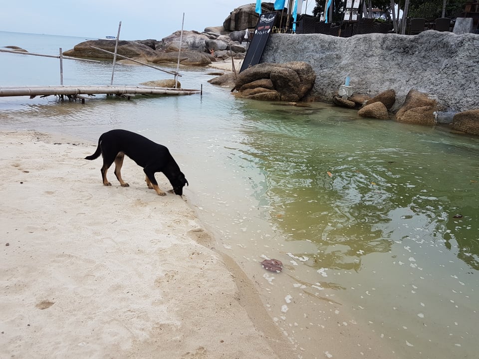 Strand Panviman Resort Koh Phangan