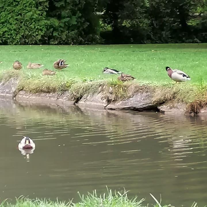 Gartenanlage Vivea Hotel Bad Schönau - Zur Quelle