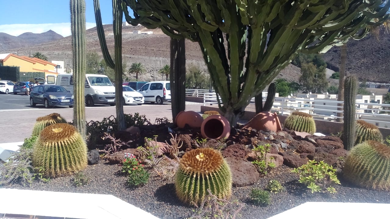 Garten Hotel Riu Palace Jandia