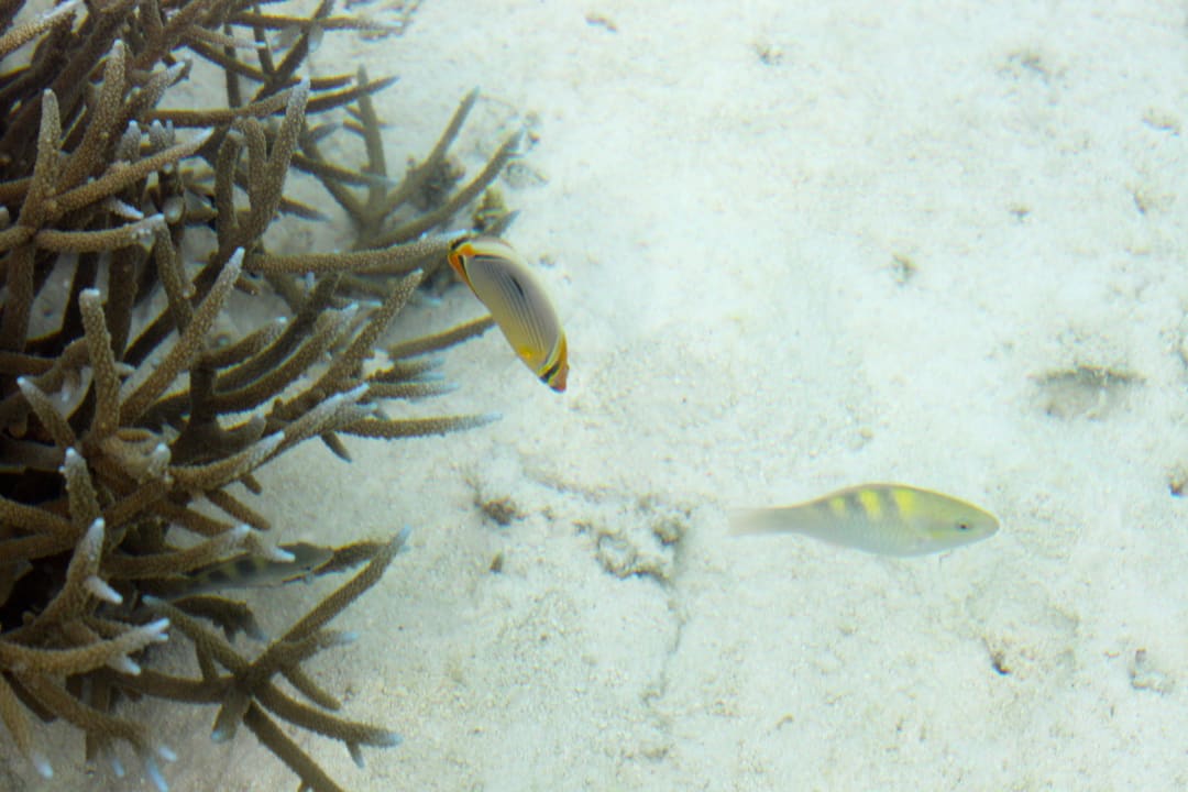 Korallen & Fische mit normaler Kamera fotografiert Villa Park Sun Island