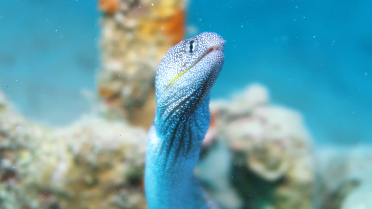 Sport & Freizeit Hotel Coral Garden