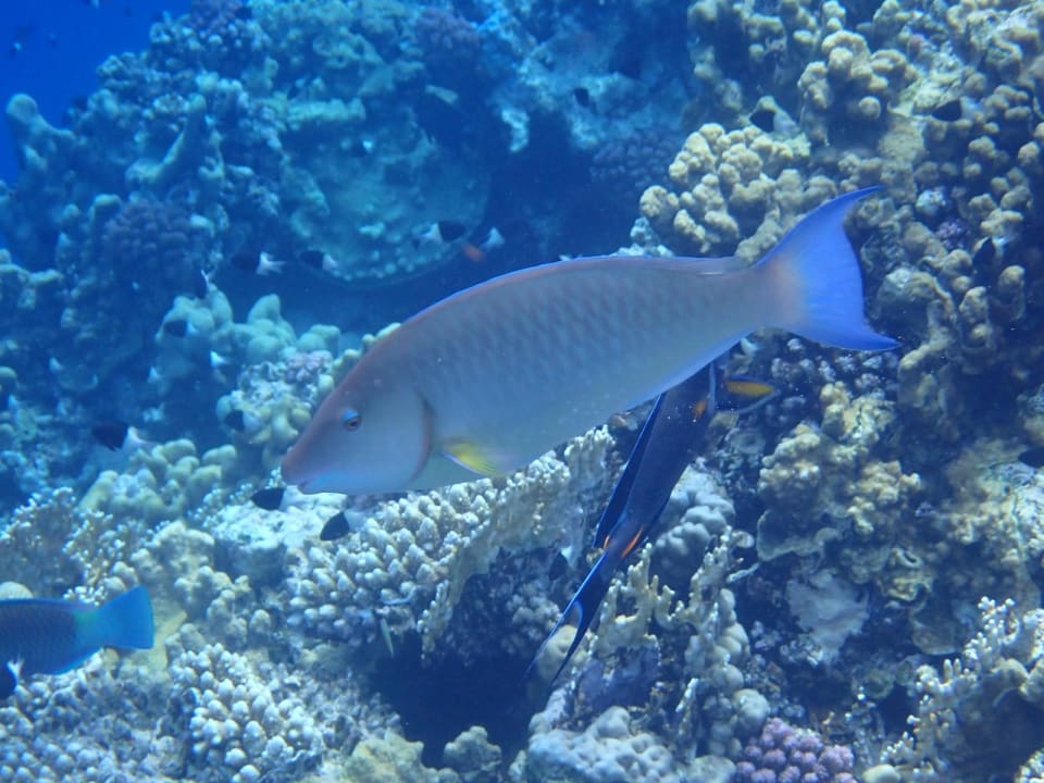 Sonstiges Three Corners Happy Life Beach Resort