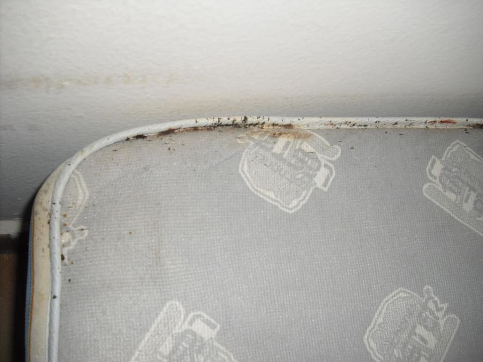 Bettwanzen Catalonia Playa Maroma