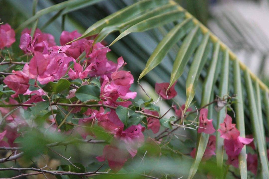 Schöne Blüten überall Chada Thai Village Resort