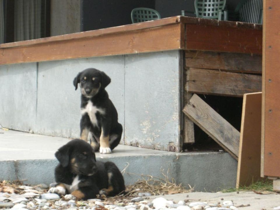 Hunde Olympian Bay Grand Resort