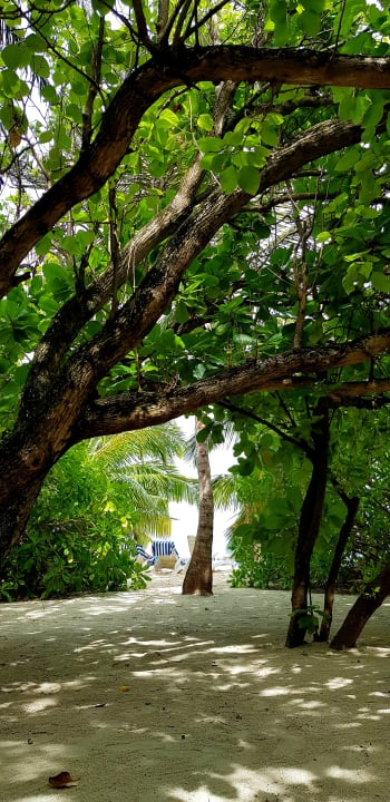 Gartenanlage Summer Island Maldives