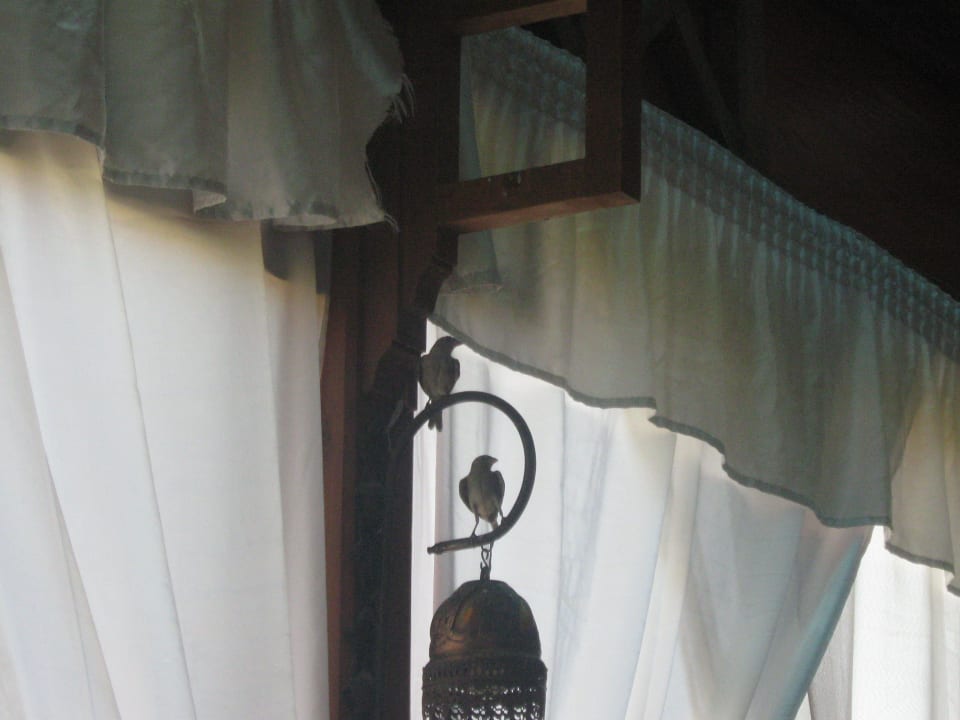 Vogelpärchen im Dalila SUNRISE Royal Makadi Resort