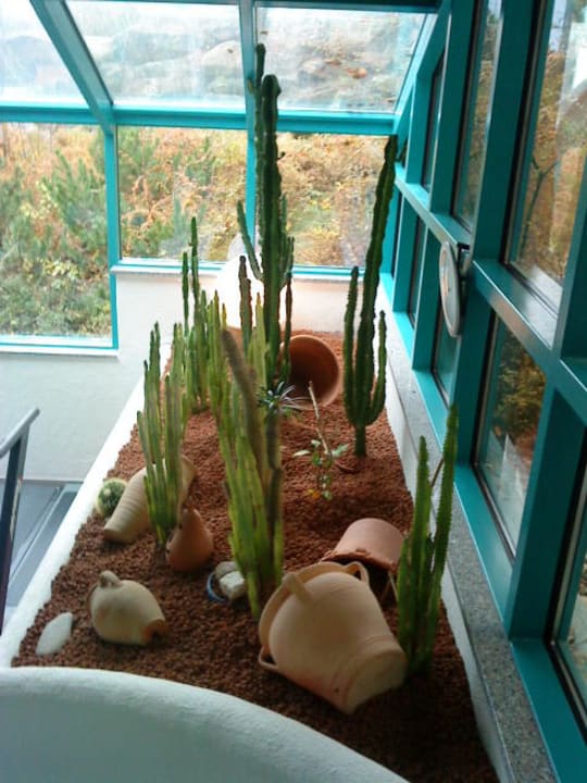 Kakteen im Fitnessraum Spirit & SPA Hotel Birkenhof am Elfenhain