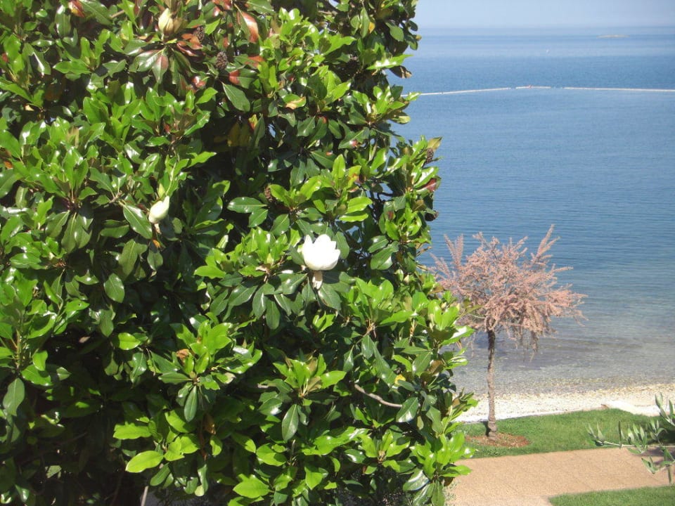 Strand Hotel Plavi Plava Laguna