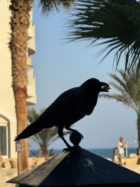 Sonstiges Royal Star Beach Resort