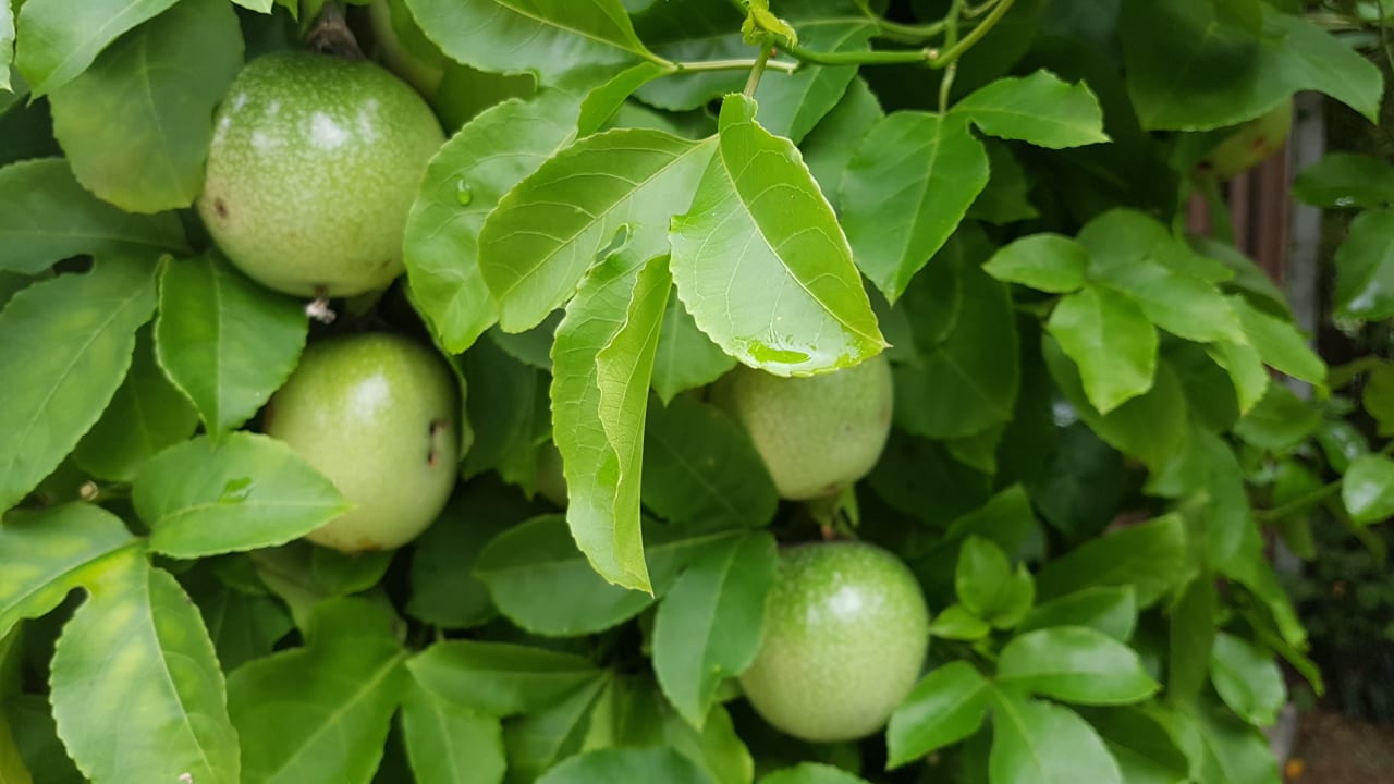 Gartenanlage Hotel Belum Rainforest Resort