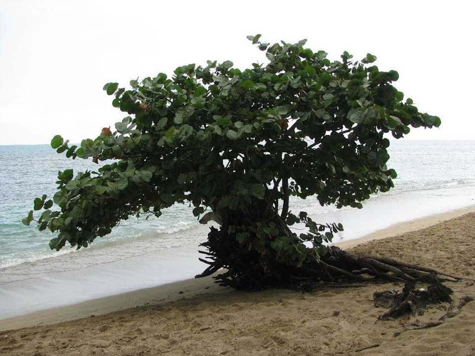 Strand Playabachata Hotel