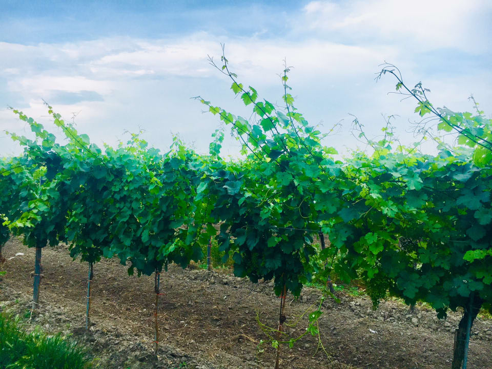 Gartenanlage Landhaus Weinblick