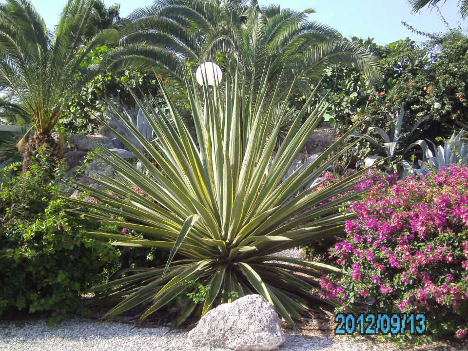 Garten Chogogo Dive & Beach Resort