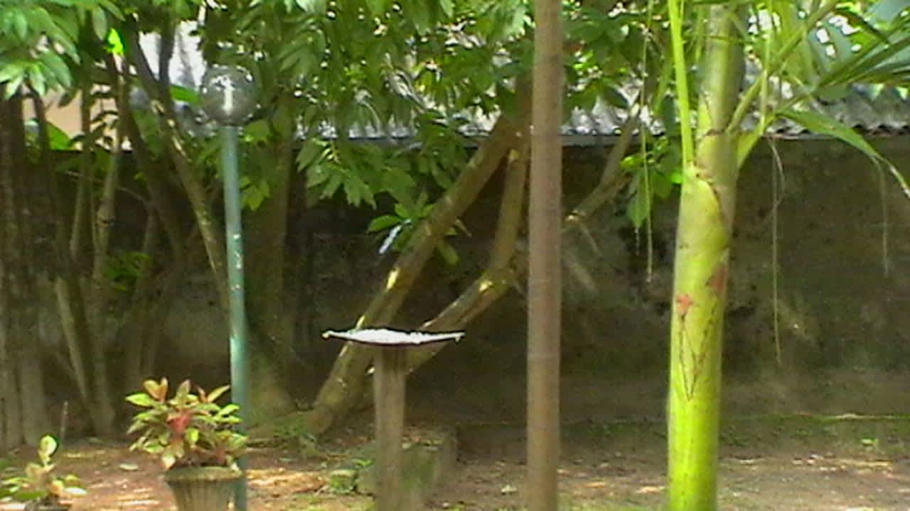 Gartenanlage Sunshine Guesthouse