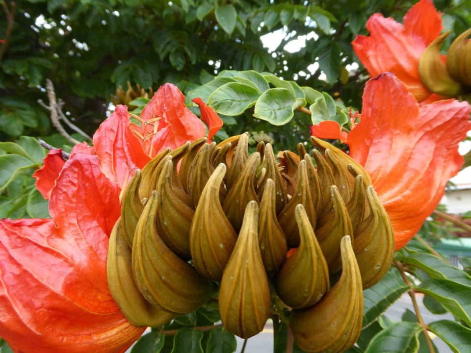 Spathodea - Afrikanischer Tulpenbaum Hotel Quinta Splendida Wellness & Botanical Garden