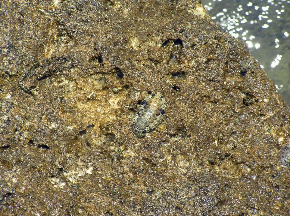 Удивительные ракушки Pickalbatros Citadel Resort