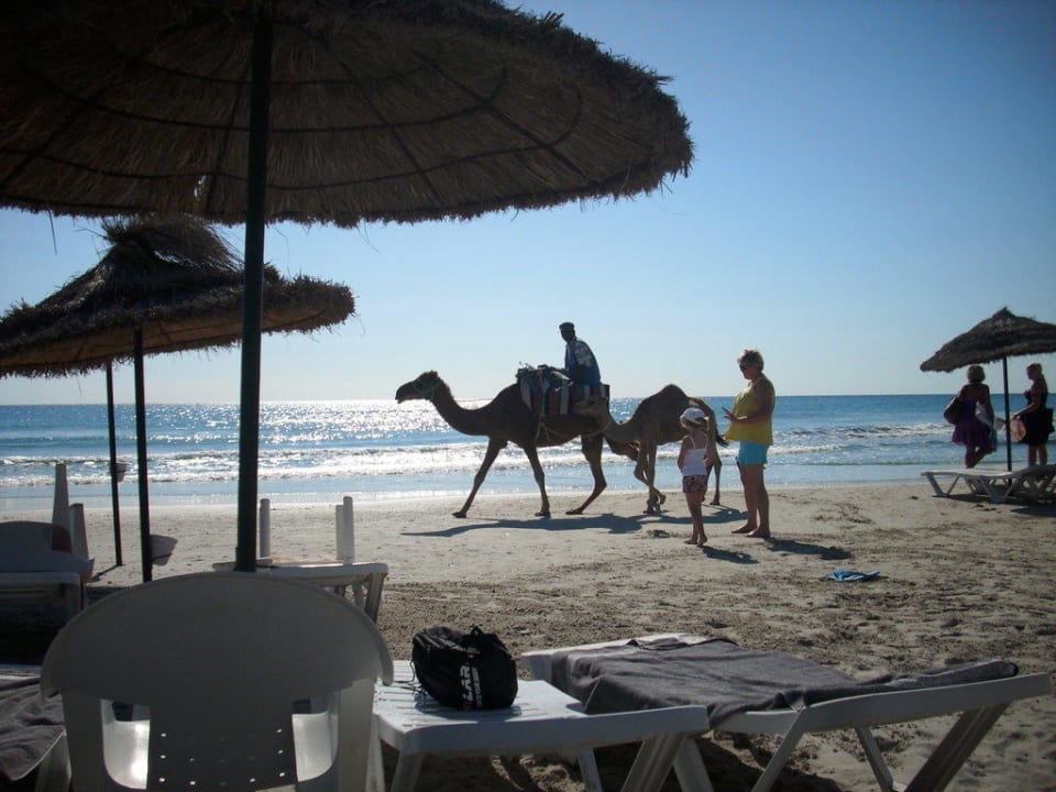 Kamelreiten am Strand Mahdia Beach & Aquapark