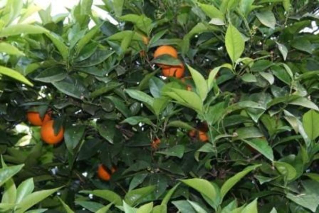 Es gibt nicht nur Orangenbäume, auch Bananen Clover Magic Nova Beach