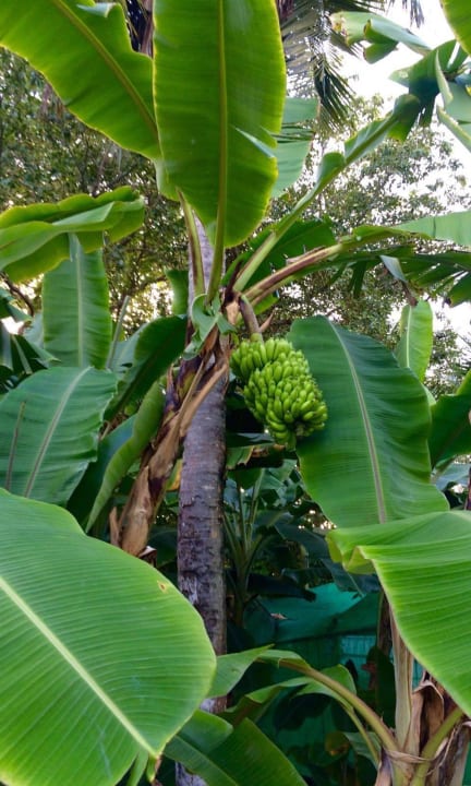 Hauseigene Gärtnerei m. kleinen Bananenplantagen Adaaran Select Hudhuran Fushi - Premium All Inclusive