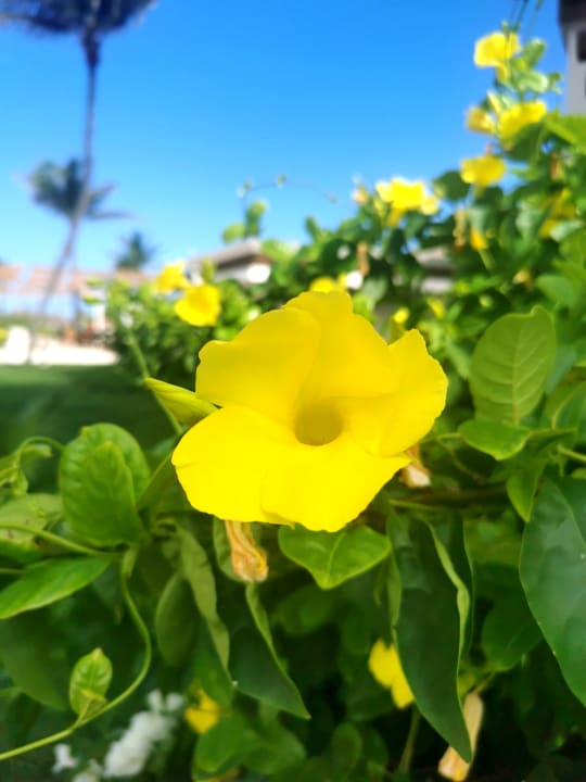 Gartenanlage Bahia Principe Grand Tulum