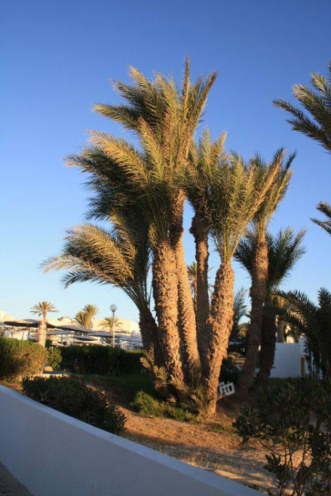 Am Strand entlang Hotel El Mouradi Djerba Menzel