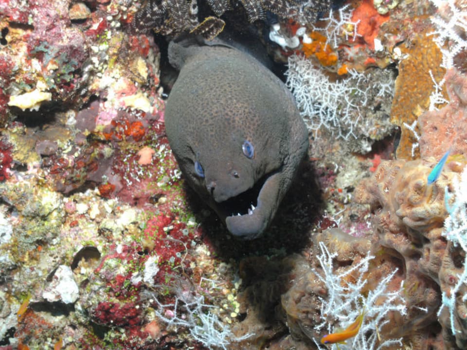 Riesenmuräne Embudu Village