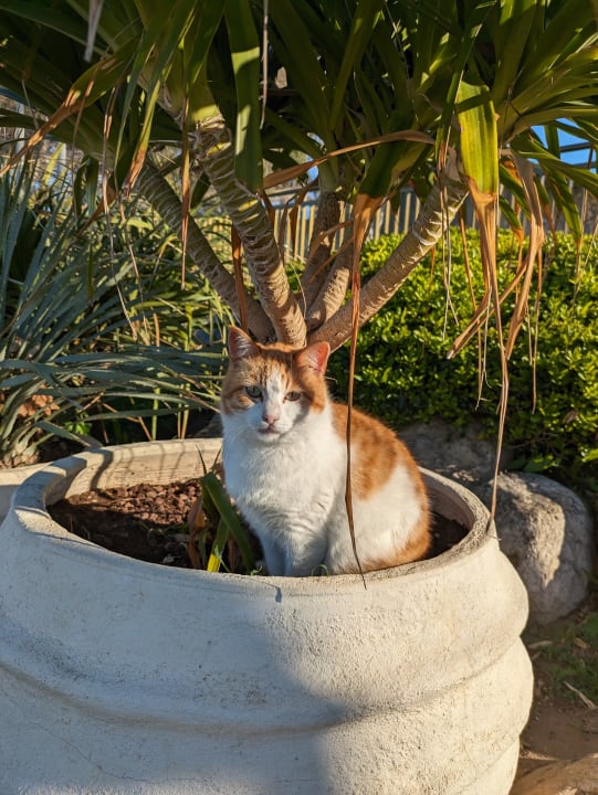 Gartenanlage Side Star Elegance