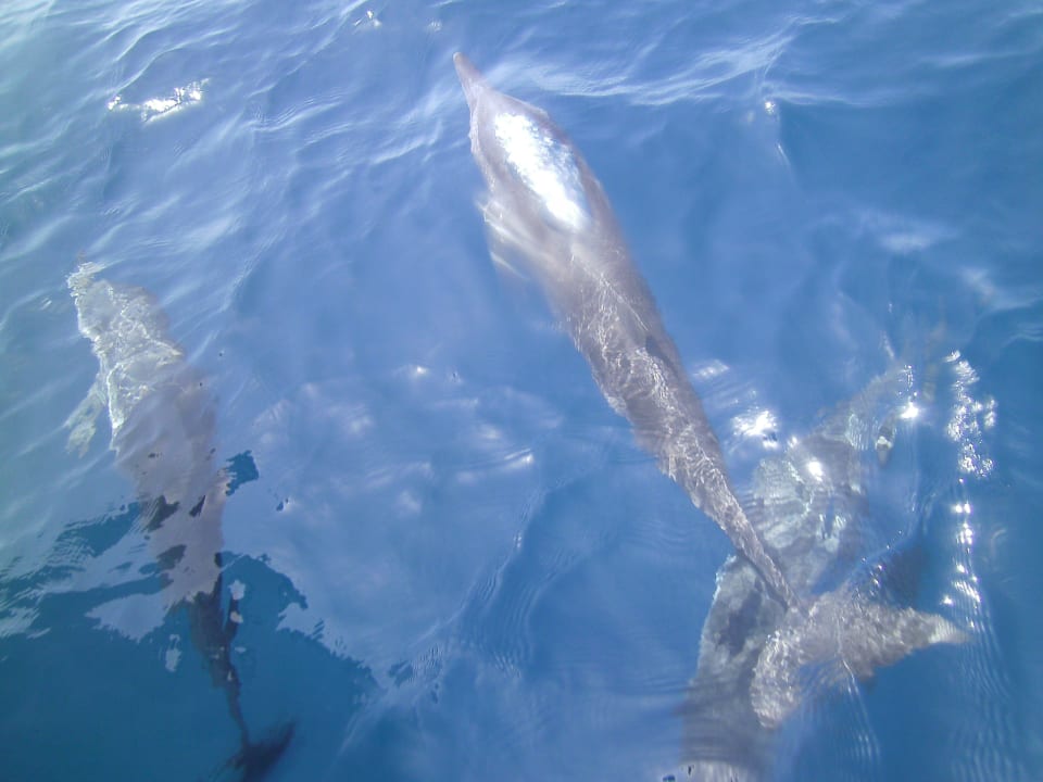 Tauchausflug Thulhagiri Island Resort