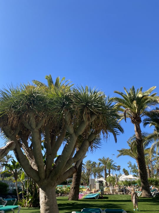 Außenansicht Abora Buenaventura by Lopesan Hotels