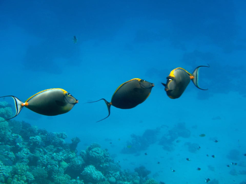 19 Stella Beach Resort & Spa Makadi Bay