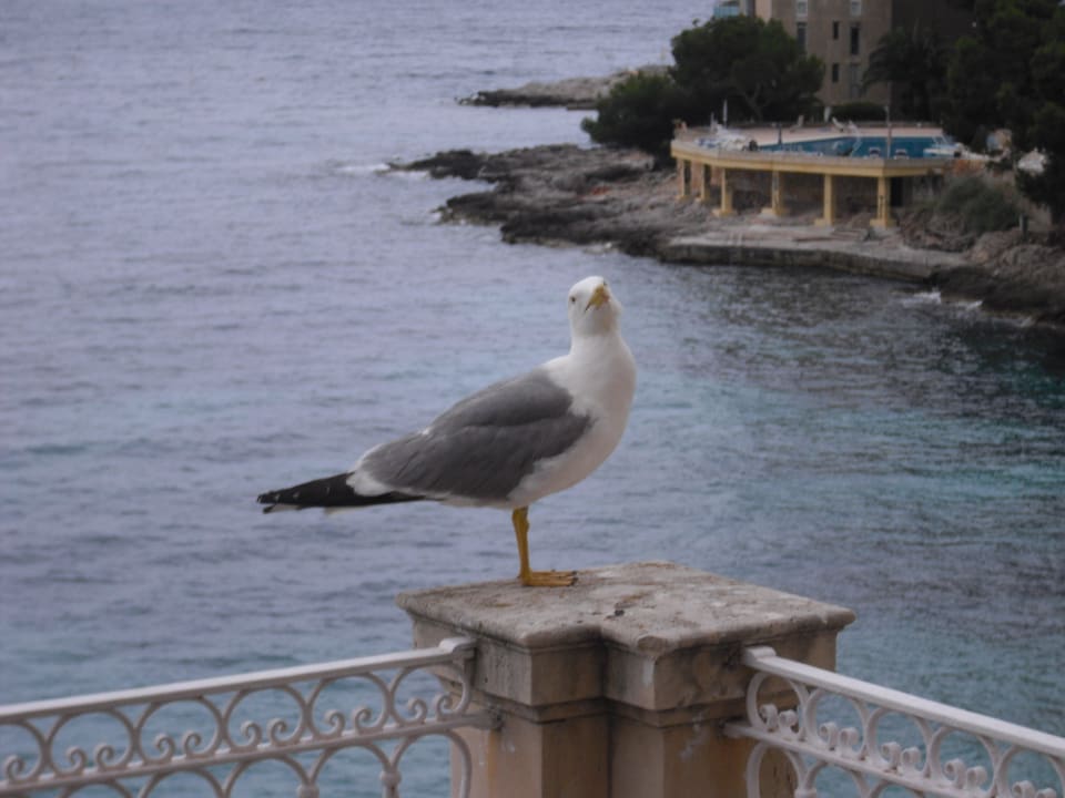 Morgendlicher Besuch auf dem Balkon Hotel Hospes Maricel y Spa