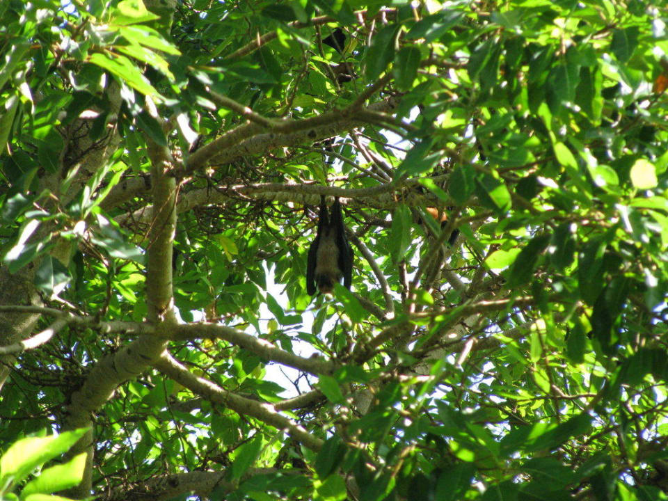 Flughund (Fruitbat) Villa Park Sun Island