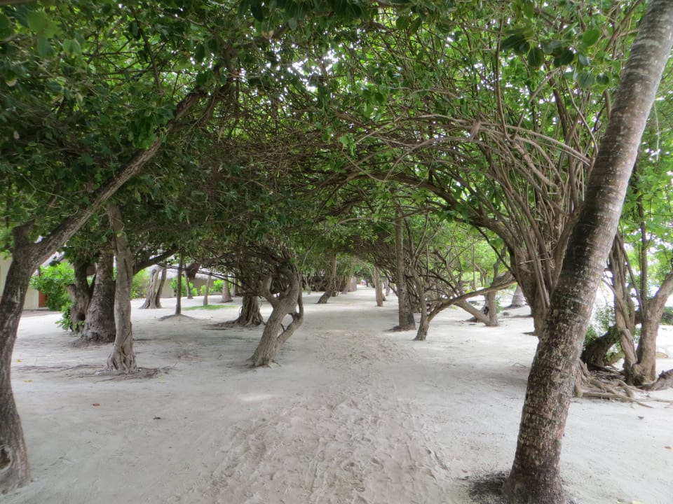 Spaziergang am Strand und den Beachvillen Adaaran Select Hudhuran Fushi - Premium All Inclusive