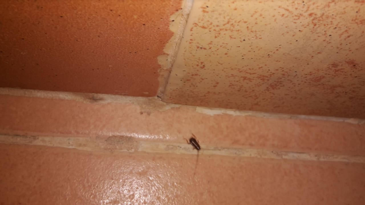 Bettwanen Hotel Riu Touareg