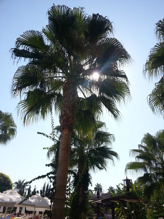 Palme Saphir Resort & Spa