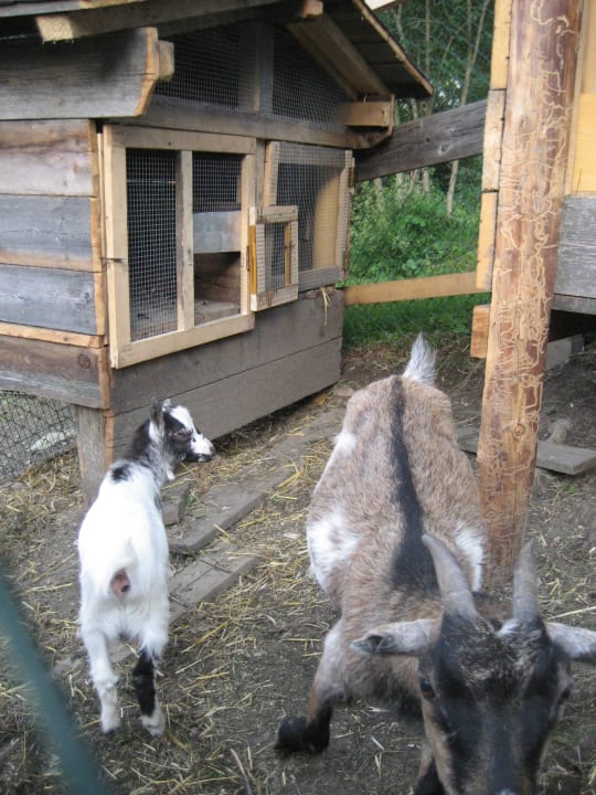 Die Ziegen Familienhotel Botenwirt