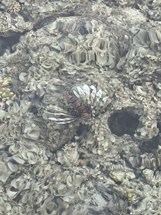 Strand Pickalbatros Sands Hotel - Port Ghalib