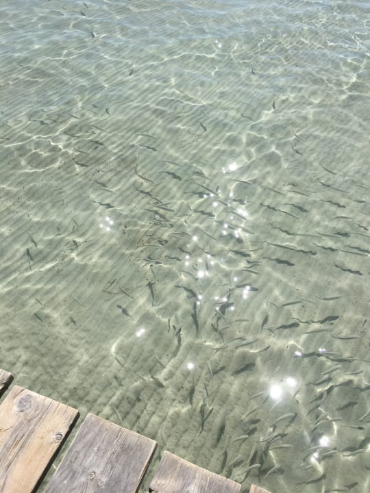 Strand Alcudia Garden Aparthotel