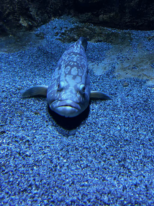 Sonstiges Kustur Club Holiday Village