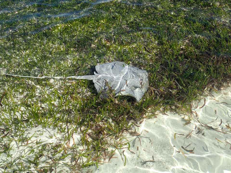 Strand Kuredu Island Resort & Spa