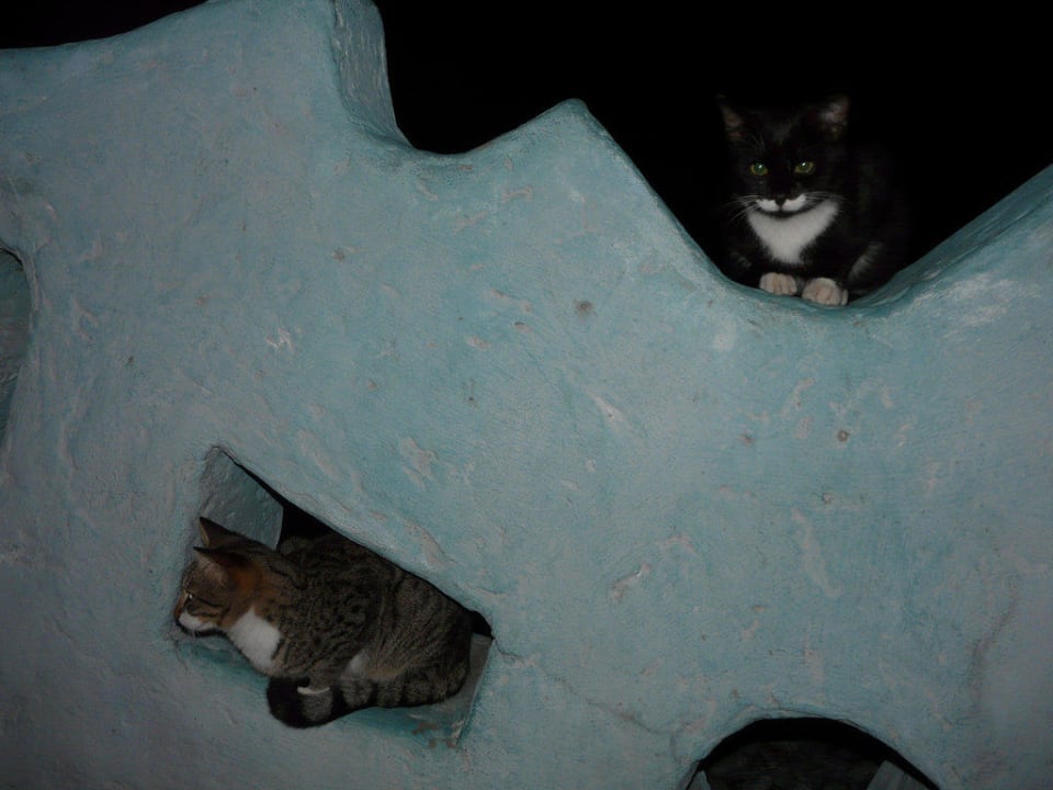 Katzen gab es viele und auch ganz Süße und Kleine Voyage Belek Golf & Spa