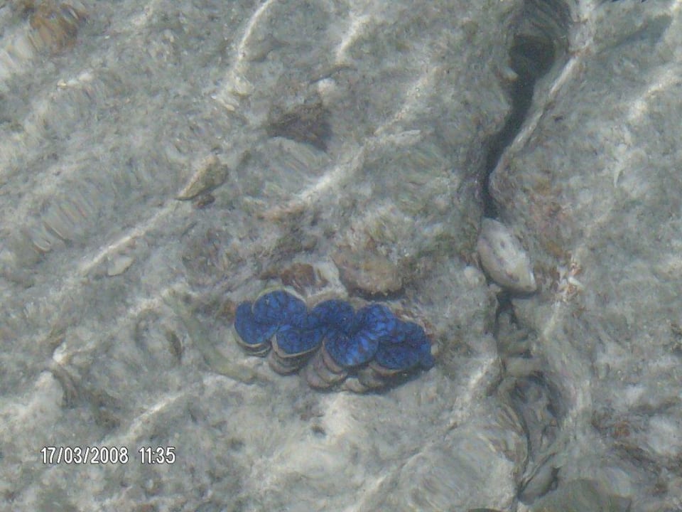 Schnecke Summer Island Maldives
