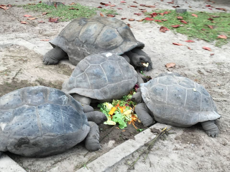 Schildkröten Constance Ephelia