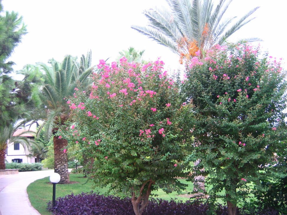 Территория отеля Sunrise Resort Hotel