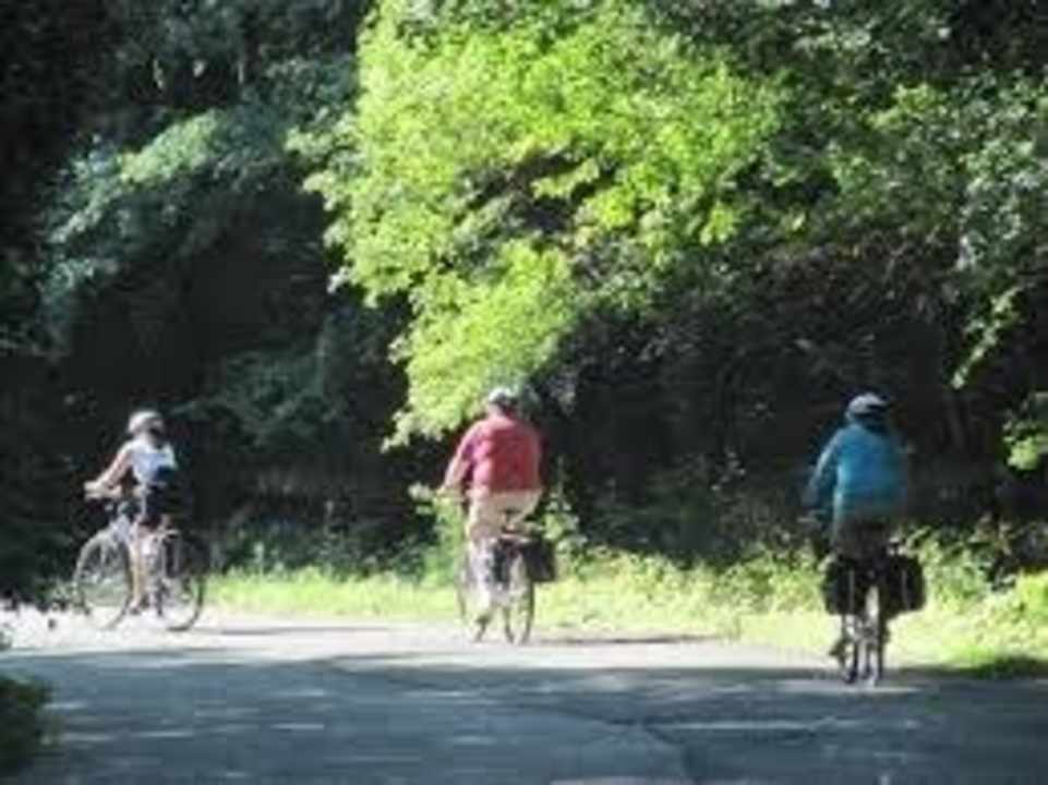Bicycling at the forest near hotel B&B Road to the Forest