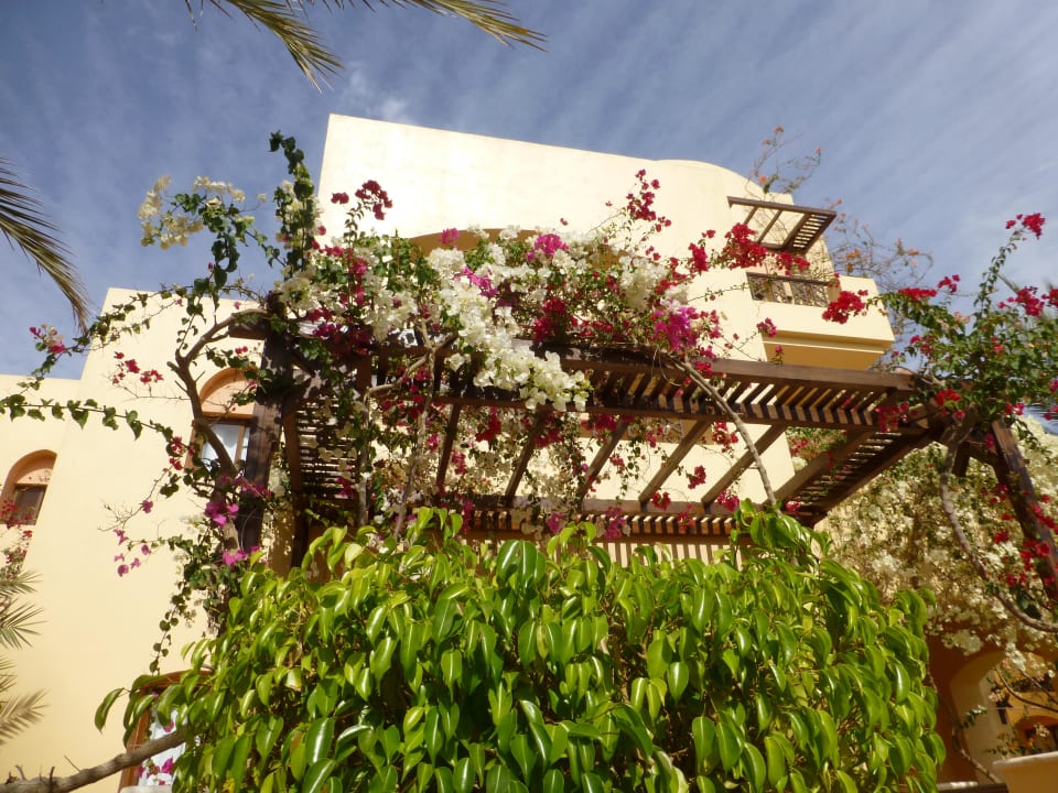 Schöne Blumen Steigenberger Coraya Beach - Adults only